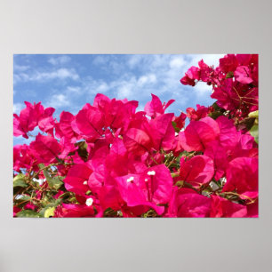 Bougainvillea och vacker blå himmel poster