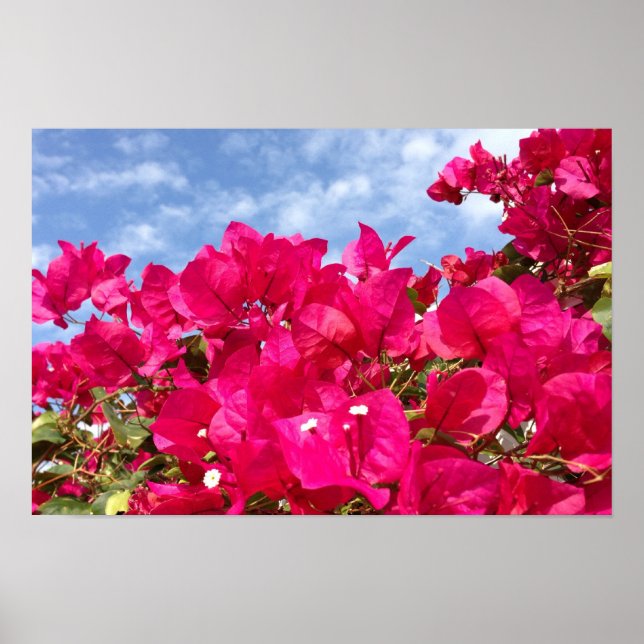 Bougainvillea och vacker blå himmel poster (Framsidan)