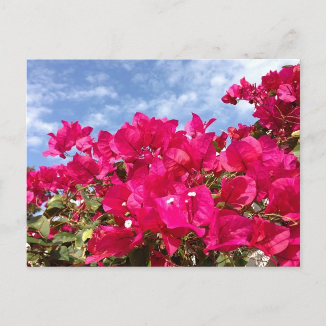 Bougainvillea och vacker blå himmel vykort (Framsida)
