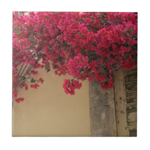 Bougainvillea på en lantlig byggnad i Grekland Kakelplatta