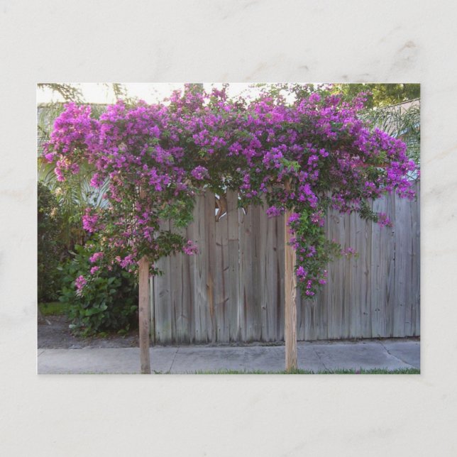 Bougainvillea Postcard Vykort (Framsida)