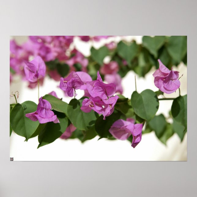 Bougainvillea Poster (Framsidan)