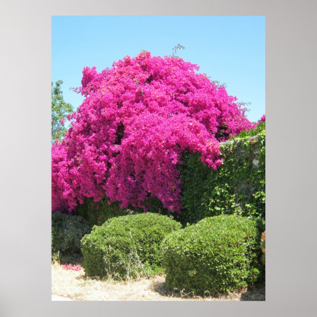 Bougainvillea Poster (Framsidan)