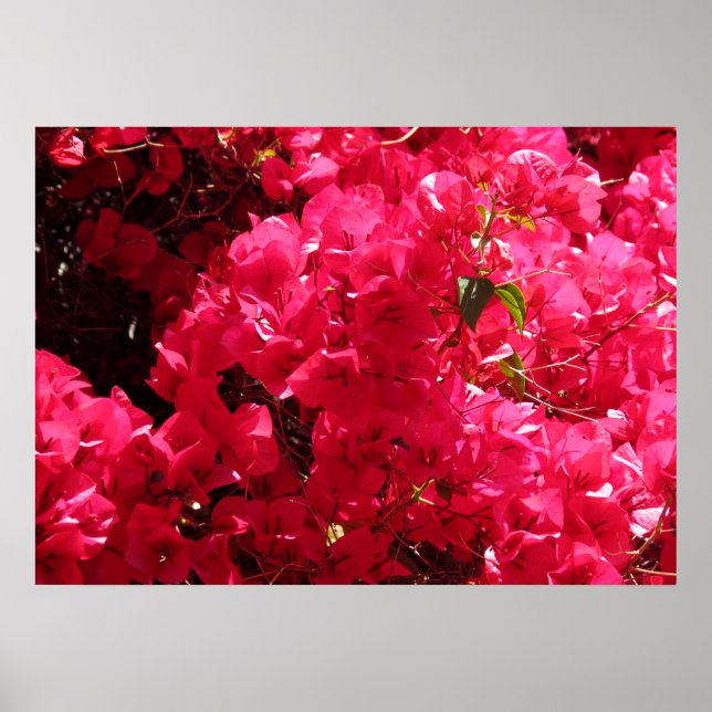 Bougainvillea Poster (Framsidan)