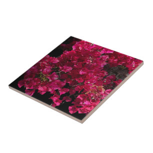 Bougainvillea Red Tropical Vining Shrub Photo Kakelplatta