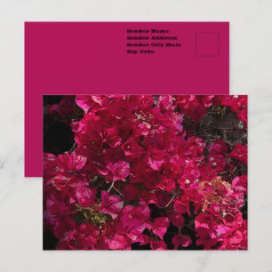 Bougainvillea Röd Tropisk Klängande Buske Foto Vykort