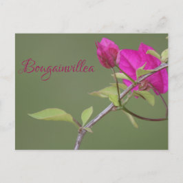 Bougainvillea Rosa Elegant Australian Vykort