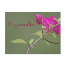 Bougainvillea Rosa Elegant Australian