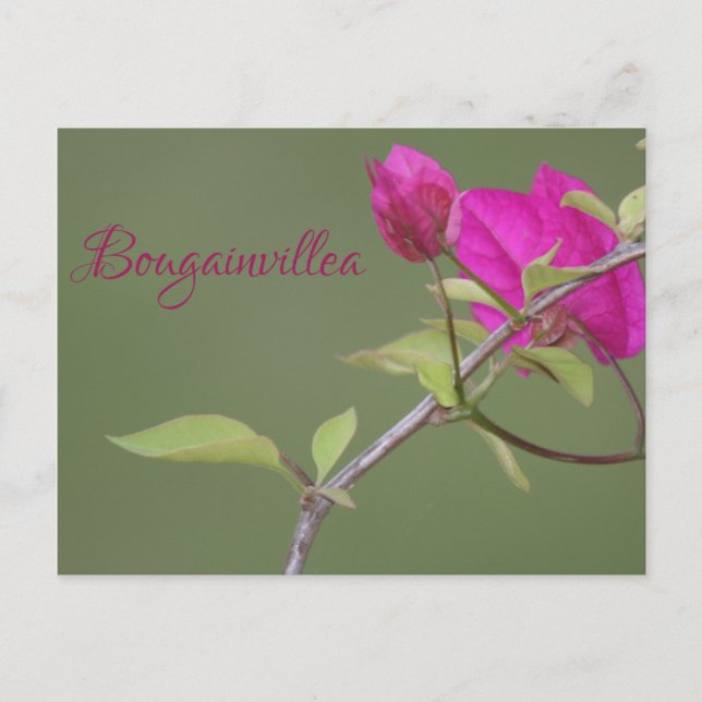 Bougainvillea Rosa Elegant Australian Vykort (Framsida)