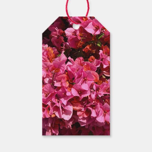 Bougainvillea Rosa Tropical Vining Shrub Photo Presentetikett (Framsidan)