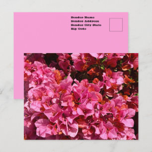 Bougainvillea Rosa Tropisk Klängande Buske Foto Vykort