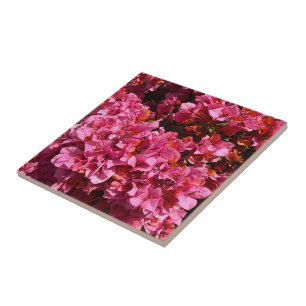 Bougainvillea Rosa Tropisk Klättrande Buske Foto Kakelplatta