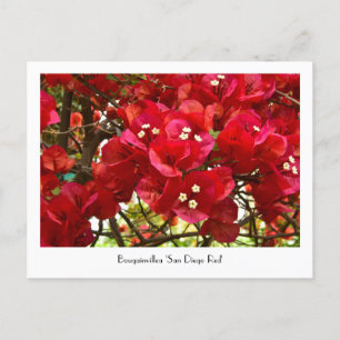 Bougainvillea 'San Diego Red' inkasserbart vykort