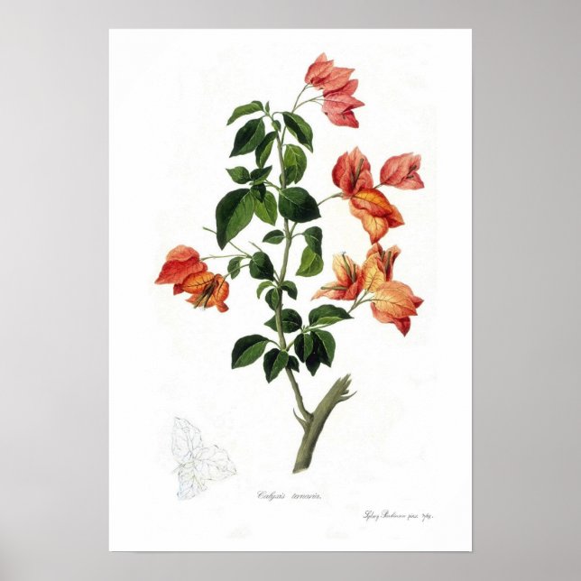 Bougainvillea spectabilis poster (Framsidan)