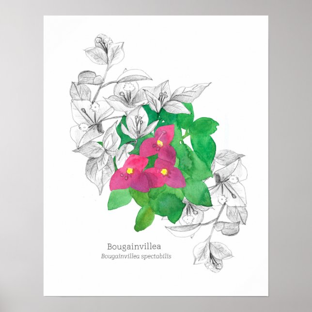 Bougainvillea Tropical Flower Language of Flowers Poster (Framsidan)
