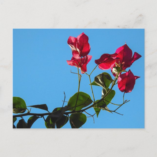 Bougainvillea vykort (Framsida)