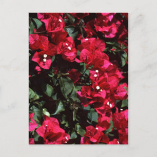 Bougainvillea Vykort