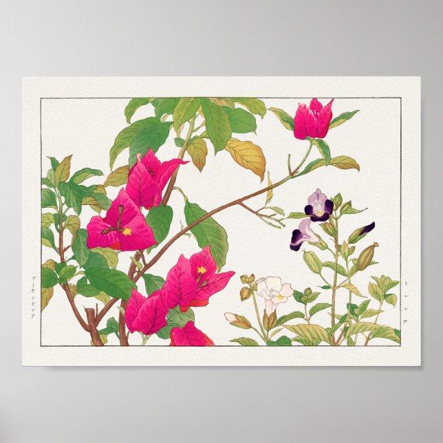 Bougainvillea, Wishbone-blomman av Tanigami Konan Poster (Framsidan)
