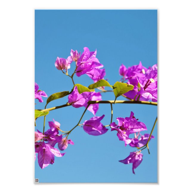 Bougainvilleablommor Fototryck (Framsidan)