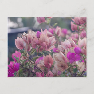 Bougainvilleablommor Helg Vykort