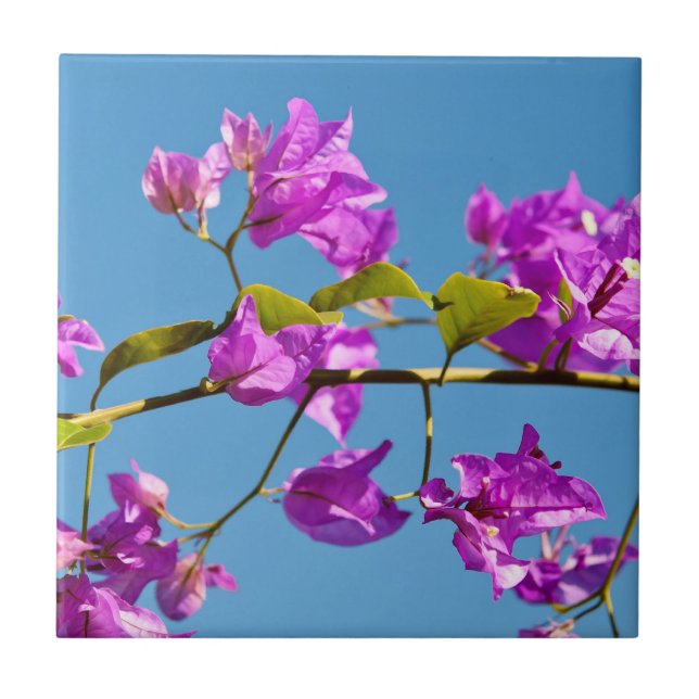 Bougainvilleablommor Kakelplatta (Framsidan)