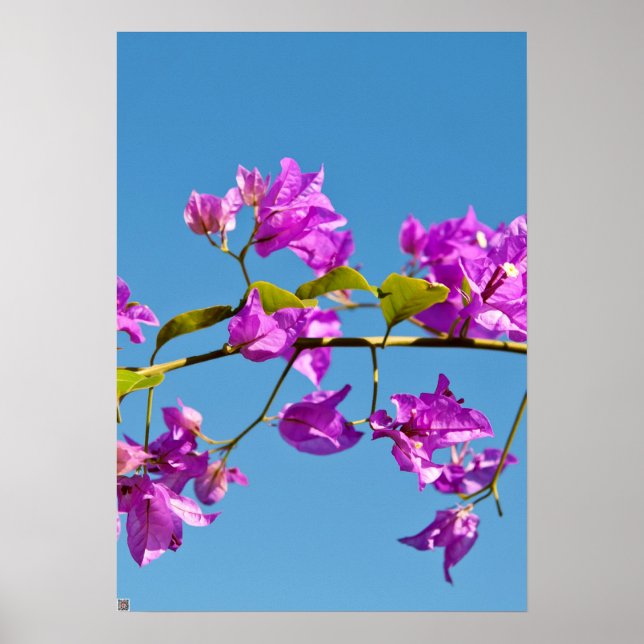 Bougainvilleablommor Poster (Framsidan)