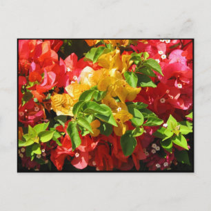 Bougainvilleablommor Vykort