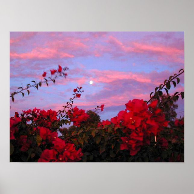 Bougainvilleas och Full Moon på Sunset Poster (Framsidan)