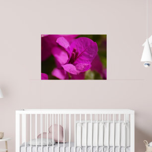Bougainvilleaskönhet Poster
