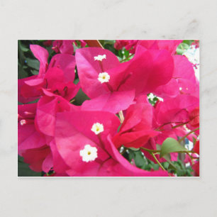 Bouganvilla Vykort