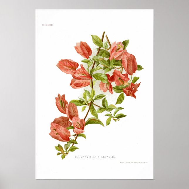 Bouganvillea spectablis poster (Framsidan)