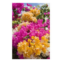 Bouganvilleau, Cayman Brac, Caymanöarna,