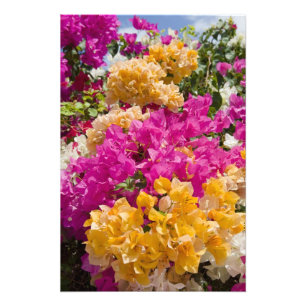 Bouganvilleau, Cayman Brac, Caymanöarna, Fototryck