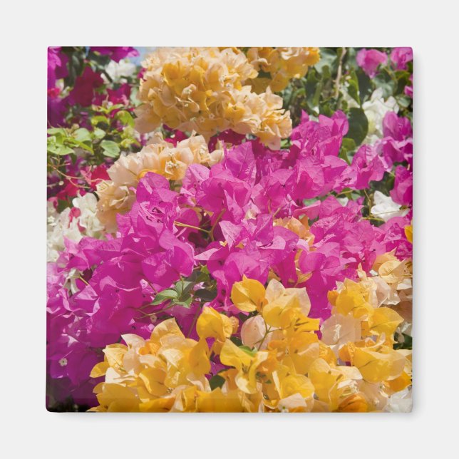 Bouganvilleau, Cayman Brac, Caymanöarna Magnet (Framsidan)