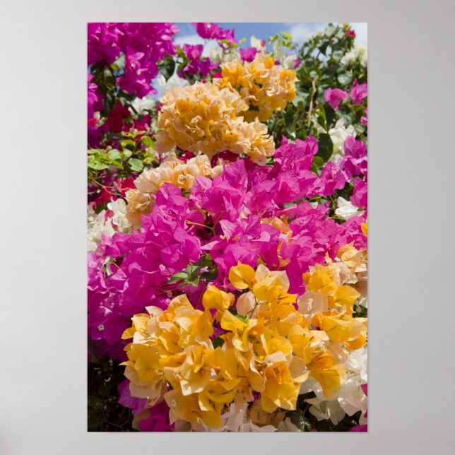 Bouganvilleau, Cayman Brac, Caymanöarna, Poster (Framsidan)