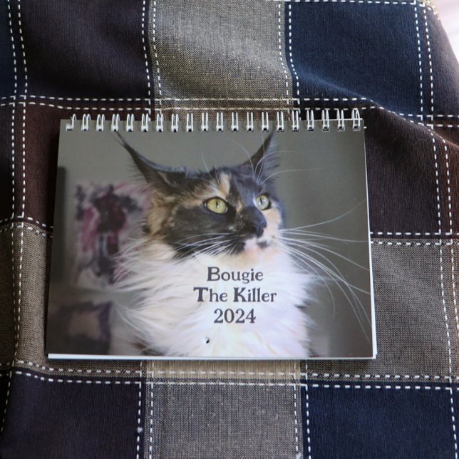 Bougie Dilute Calico Maine Coon Cat Kalender (Skapare uppladdad)