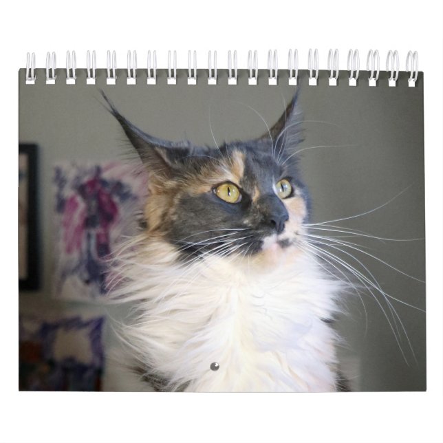 Bougie Dilute Calico Maine Coon Cat Kalender (Omslag)