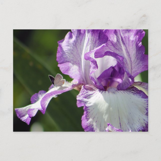 Bountiful Butterfly Iris-fotografi Vykort (Framsida)