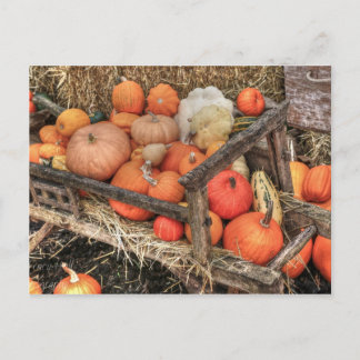 Bounty Pumpkins Vykort