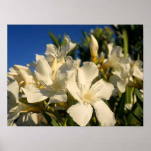 Bouquests och blå himmel poster