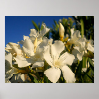 Bouquests och Blå himmel Poster