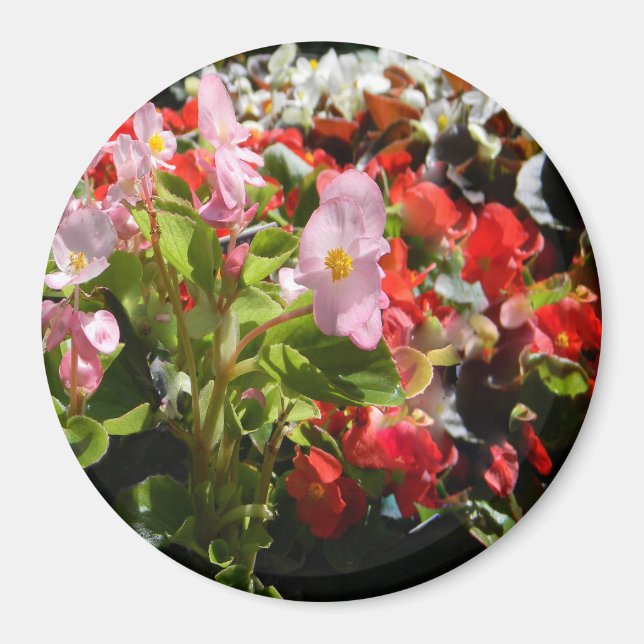 Bouquet av Begonias... Magnet (Framsidan)