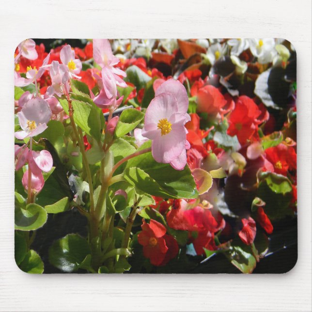 Bouquet av Begonias... Musmatta (Framsidan)