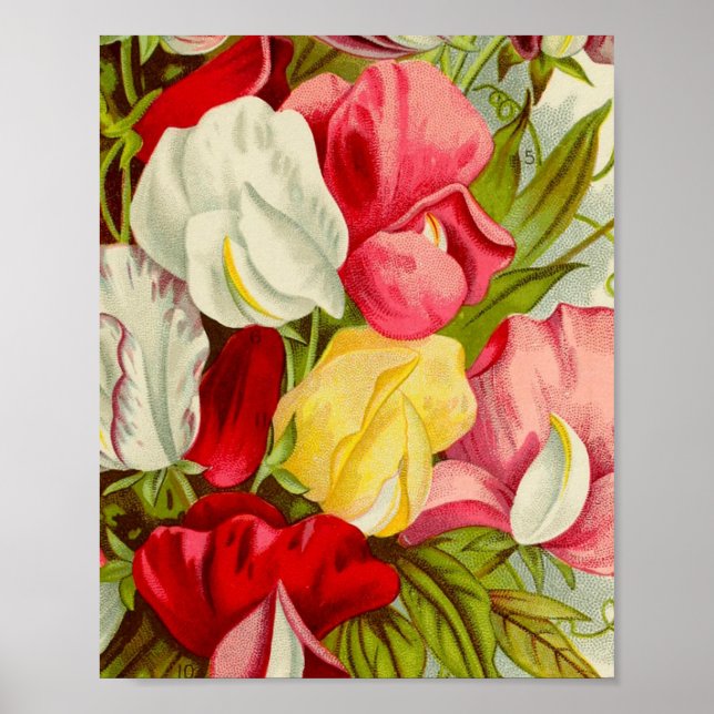 Bouquet av sötärtblommor trivet poster (Framsidan)