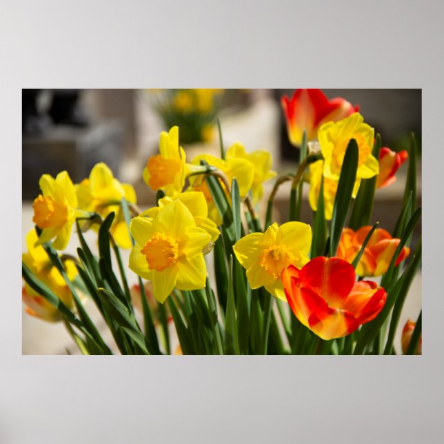 Bouquet gult daffodil Photo Poster (Framsidan)