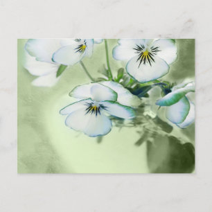 Bouquet of White Pansies on Grönt Background Vykort