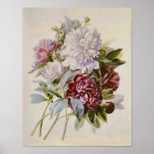 Bouquet Peonies av Pierre Redoute Poster