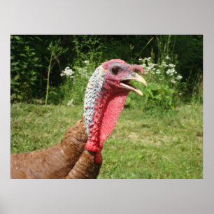 Bourbon röd Turkiet affisch