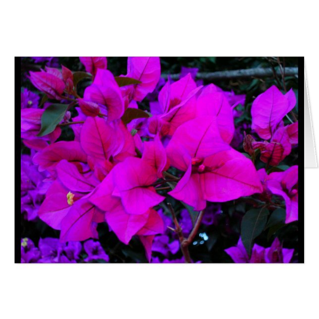 bourgenvilla hälsningskort (Framsidan Horizontal)