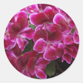 Bourgogne Geranium Runt Klistermärke
